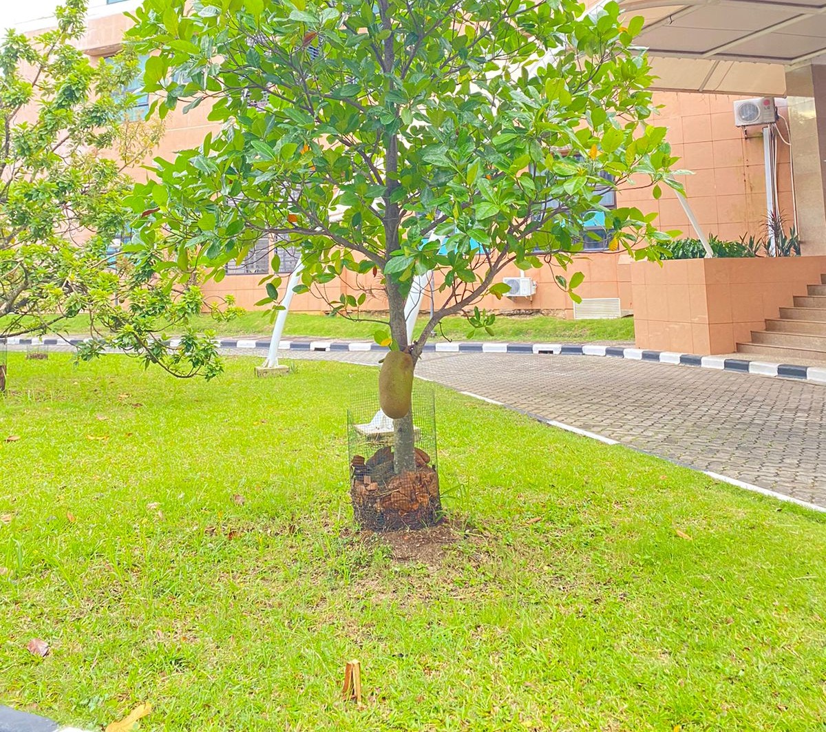 Polibatam Dukung Program Green Campus dengan Menanam Berbagai…