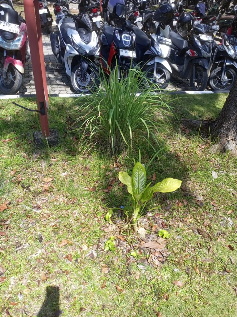 Polibatam Dukung Program Green Campus dengan Apotik Hidup Tanaman Serai