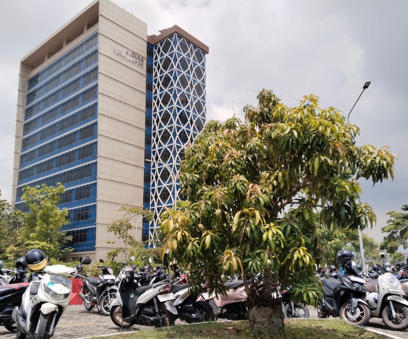 Mango Trees in Polibatam Park: A Greening Initiative with Tangible Benefits